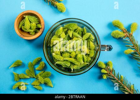 Usando i germogli freschi grezzi giovani dell'abete (Picea abies) per alimento e bevanda. Tazza in vetro trasparente piena di verde abete rosso morbido spara su sfondo blu studio. Foto Stock