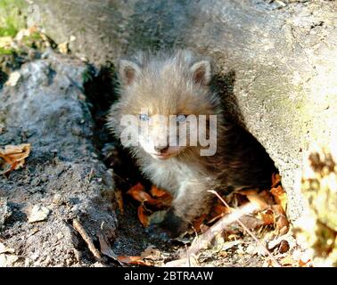 Un cucciolo di volpe in Surrey, Inghilterra. Il simpatico animale selvaggio del bambino è stato abbandonato in bosco. Foto Stock