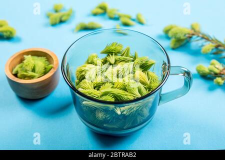 Usando i germogli freschi grezzi giovani dell'abete (Picea abies) per alimento e bevanda. Tazza in vetro trasparente piena di verde abete rosso morbido spara su sfondo blu studio. Foto Stock