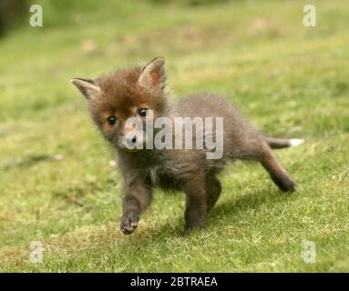 Un cucciolo di volpe in Surrey, Inghilterra. Il simpatico animale selvaggio del bambino è stato abbandonato in bosco. Foto Stock