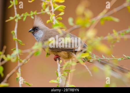 Oca Swan nazionale dall'Arabia Saudita Foto Stock