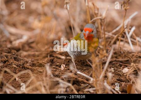 Pytilia alata verde da Amboseli, Kenya Foto Stock
