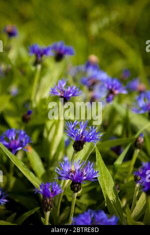 Fiori di mais blu nel giardino. Fiore di mais nel letto fiorito. Estate fiore selvatico. Foto Stock
