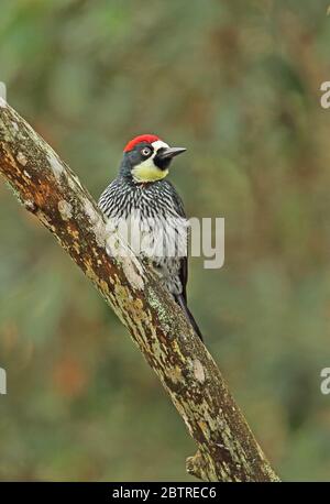 Acorn Woodpecker (Melanerpes formicivorus lineatus) maschio adulto aggrappato al ramo morto El Picacho NP, Tegucigalpa, Honduras febbraio 2016 Foto Stock