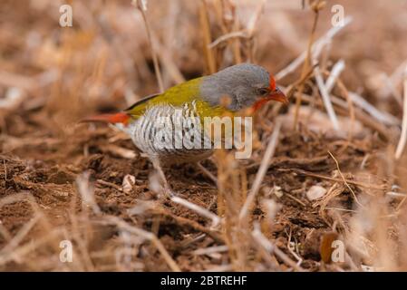 Pytilia alata verde da Amboseli, Kenya Foto Stock
