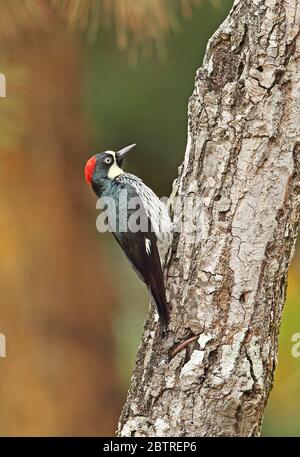 Acorn Woodpecker (Melanerpes formicivorus lineatus) femmina adulta aggrappata al tronco dell'albero El Picacho NP, Tegucigalpa, Honduras febbraio 2016 Foto Stock