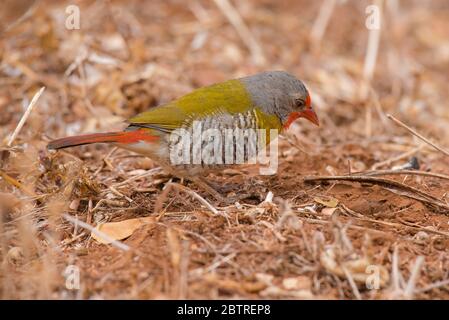 Pytilia alata verde da Amboseli, Kenya Foto Stock