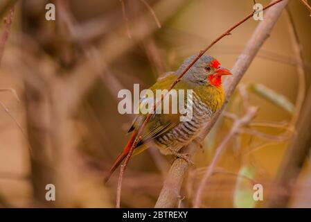 Pytilia alata verde da Amboseli, Kenya Foto Stock
