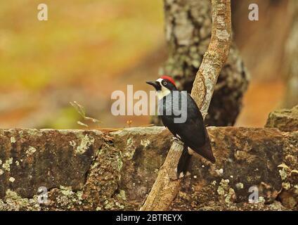 Acorn Woodpecker (Melanerpes formicivorus lineatus) maschio adulto aggrappato a ramo caduto El Picacho NP, Tegucigalpa, Honduras febbraio 2016 Foto Stock