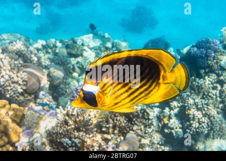 Raccoon butterflyfish (Chaetodon lunula, mascherata da mezzaluna, pesce farfalla luna) su una barriera corallina, acque blu chiare. Pesci tropicali colorati con nero A. Foto Stock