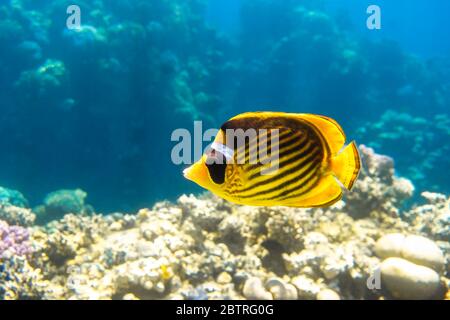 Raccoon butterflyfish (Chaetodon lunula, mascherata da mezzaluna, pesce farfalla luna) su una barriera corallina, acque blu chiare. Pesci tropicali colorati con nero A. Foto Stock
