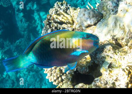 Pesce parroteo arrugginito (Scarus ferrugineus) nel Mar Rosso, Egitto. Luminoso pesce corallo tropicale, primo piano, vista laterale. Foto Stock