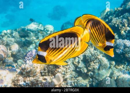 Coppia di pesci butterflyfish di Raccoon (Chaetodon lunula, mascherata da mezzaluna, pesce farfalla di luna) su una barriera corallina, acque blu chiaro. Due pesci tropicali colorati Foto Stock
