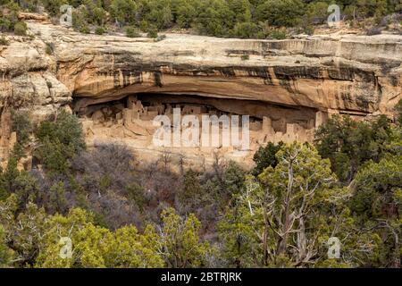 CO00261-00...COLORADO - Cliff Palace, costruito oltre 700 anni fa in un'alcova; ora parte del Mesa Verde National Park. Foto Stock