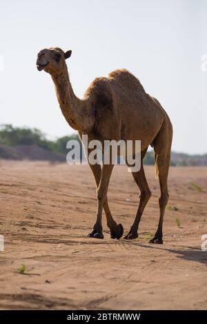 Saudi Dessert cammello e baby cammello Foto Stock