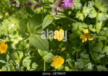 Coppa di farfalle striscianti, ranunculus pentito, a Lukesland Gardens, Ivybridge, Devon Foto Stock