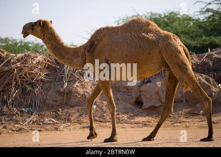 Saudi Dessert cammello e baby cammello Foto Stock