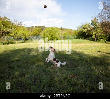 jack russel Foto Stock