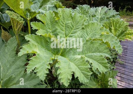 Rabarbaro gigante, Gunnera tinctoria, a Lukesland Gardens, Ivybridge, Devon Foto Stock