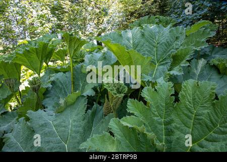 Rabarbaro gigante, Gunnera tinctoria, a Lukesland Gardens, Ivybridge, Devon Foto Stock