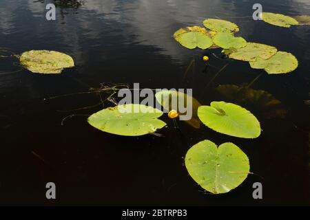 Foglie galleggianti e fiori gialli in acqua scura, giglio Acquatico Brandy, noto anche come Spatterdock o Giglio giallo (Nuphar lutea) Foto Stock