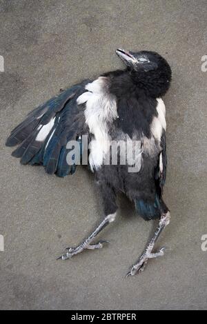 La neonata Magpie, Pica pica, conosciuta anche come la magpie Black-fattura, uccisa dal traffico stradale su strada, Londra, Regno Unito Foto Stock