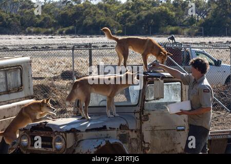Kangaroo Island, Australia - 10 Marzo 2020: Un custode che alimenta un gruppo di dingo nel loro complesso in un parco naturale. Foto Stock