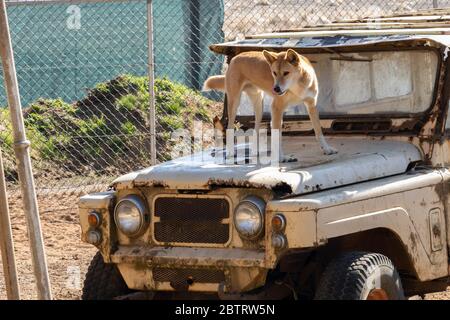 Un dingo in piedi su una vecchia auto nel suo complesso in un parco naturale in Australia. Foto Stock