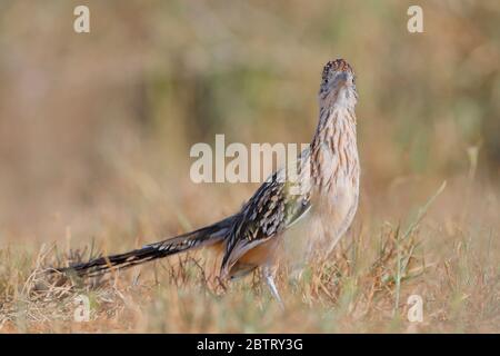 Greater Roadrunner (Geoccyx californnianus), Texas meridionale, Stati Uniti Foto Stock