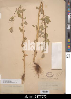 Chenopodium berlandieri var sinuatum Murr Wahl. Foto Stock