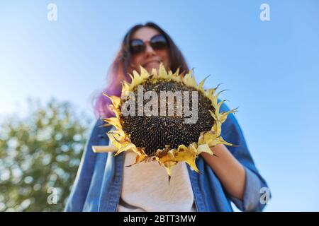 Girasole pianta cerchio maturo con semi neri in mano Foto Stock