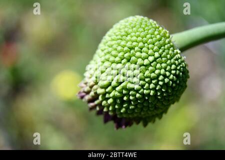 Macro di Allium testa di fiori di fieno non completamente fiorito Foto Stock