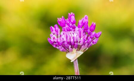 Un macro shot di un fiore allio testa apertura. Foto Stock