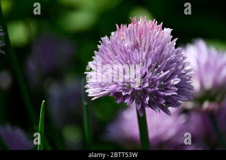 Macro di Allium testa di fiori di fieno non completamente fiorito Foto Stock