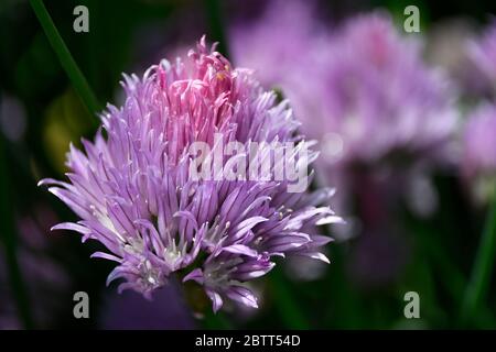 Macro di Allium testa di fiori di fieno non completamente fiorito Foto Stock