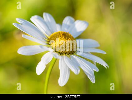 Una ripresa macro di un oxeye daisy bloom. Foto Stock