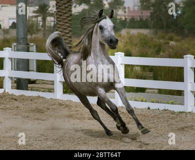 Cavallo arabo grigio mela che corre in paddock sulla superficie di sabbia di Bait al Arab, Kuwait Foto Stock