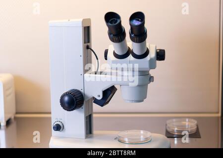 Stereomicroscopio all'interno di un armadio a flusso laminare utilizzato per la coltura di tessuti in capsule di Petri per scopi di ricerca in laboratorio Foto Stock