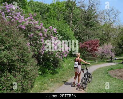 Parco percorso in caldo giorno di primavera con lilla cespuglio in fiore Foto Stock