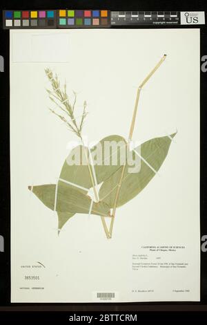 Olyra latifolia L. Foto Stock
