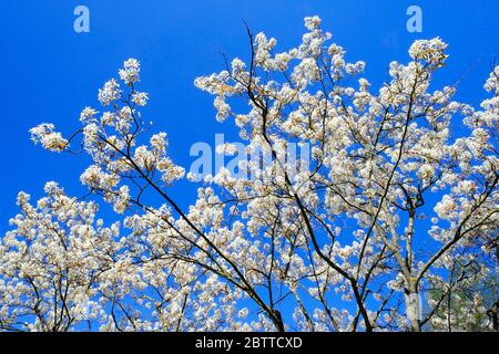 (Amelanchier lamarckii), Familie der Rosengewaechse (Rosaceae), Unterfamilie Spiraeoideae, Tribus Pyreae, Untertribus Foto Stock