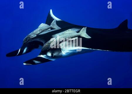 Manta ray gigante (Mobula birostris) nell'Oceano Pacifico aperto, colore Foto Stock
