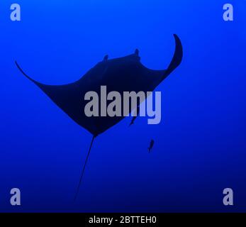 Manta ray gigante (Mobula birostris) nell'Oceano Pacifico aperto, colore Foto Stock