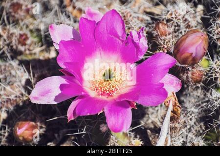 Close up Echinocereus cactus magenta fiore luminoso, California Foto Stock