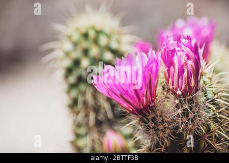 Primo piano di Hedgehog cactus (Echinocereus) fiori magenta, California Foto Stock