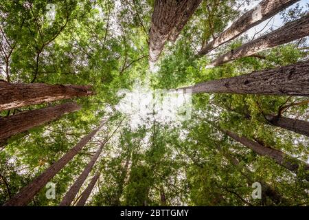 Guardando in su in una foresta costiera di sequoie (Sequoia Sempervirens), tronchi di albero convergenti circondati da fogliame sempreverde, Sanborn County Park, Santa Cruz Foto Stock