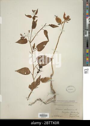 Solanum dulcamara L. Foto Stock