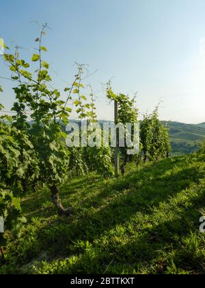 Vista sulle Langhe Occidentali vicino a Neive, Piemonte - Italia Foto Stock