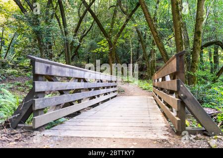 Ponte di legno su un sentiero escursionistico nelle foreste delle montagne di Santa Cruz, Sanborn County Park, California Foto Stock