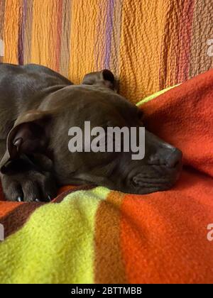 Un tranquillo cucciolo di Pitbull rosso naso Foto Stock